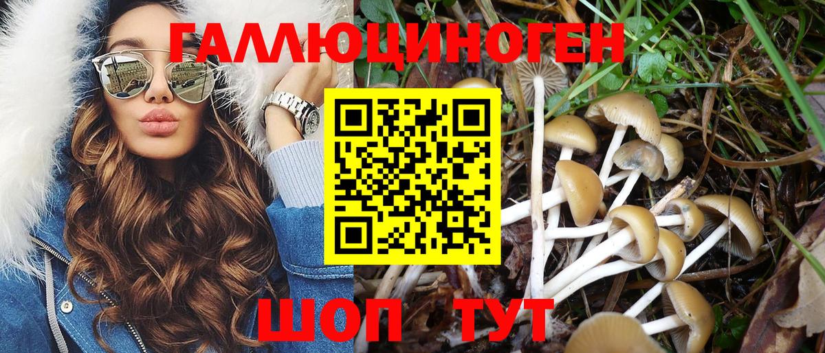 Псилоцибиновые грибы Psilocybine cubensis Ялуторовск
